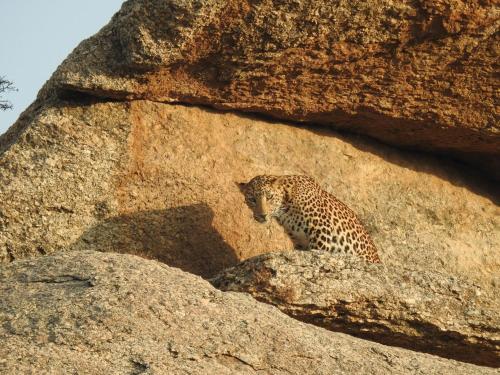 a cheetah sitting on top of a rock at Jawai Leopard Villa in Bijāpur