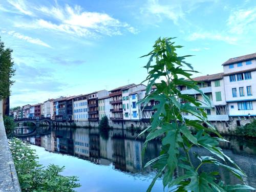 a tree in front of a river with buildings at Studio Goya climatisé et jardin 2 nuits minimum in Castres