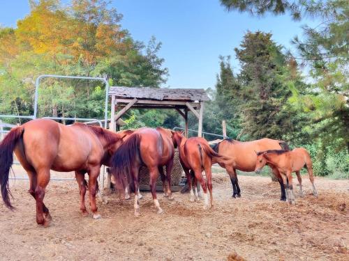 a group of horses standing next to each other at Agriturismo Podere Orzale Hospitality & Quarter Horses in Usigliano