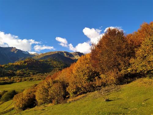 a group of trees on a hill with mountains at Gujejiani Guest house in Mestia