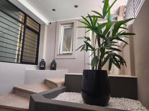 une plante en pot posée sur un comptoir dans une salle de bain dans l'établissement Emilio Jofre IV - Céntrico, amplio y luminoso, à Villa Marini