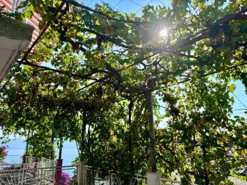 a tree with the sun shining through it at Podaca house in Podaca