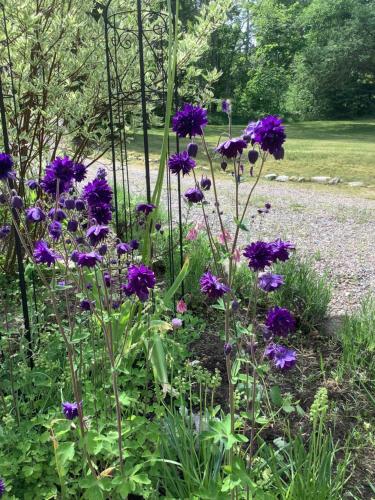 a garden with purple flowers in a yard at Hasselbacken in Rejmyre
