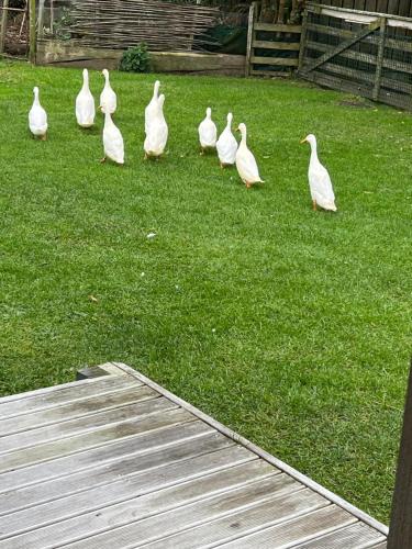 a group of white ducks walking in the grass at @Taradise-Opunake - eco-friendly Coastal hideaway in Opunake