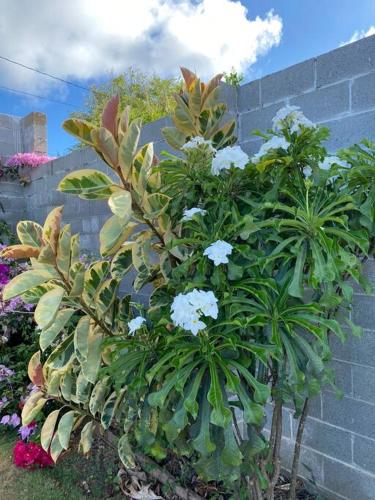 a plant with blue flowers in front of a wall at Entire Property with Patio in Yona