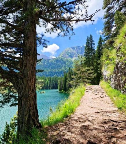 a dirt road next to a lake with a tree at Hill House Žabljak in Žabljak