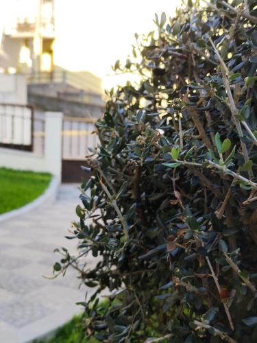 a bush with green leaves on a fence at Casa Mercedes in Cabeceiras de Basto