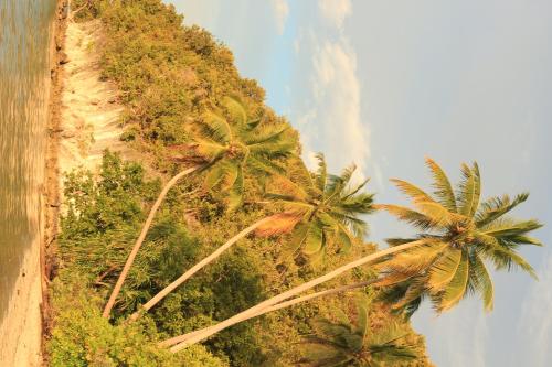 an aerial view of a hill with palm trees at Intum Homestay in Kri
