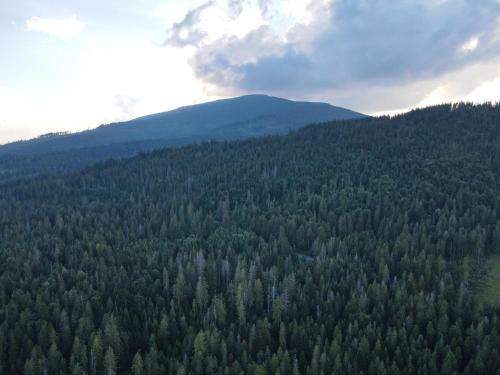 an aerial view of a forest of trees at Domek na Groniku in Zubrzyca Górna