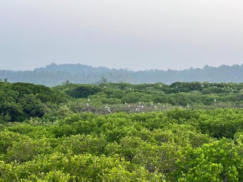 a group of birds sitting on top of trees at Gangadharam Tiny House 2BHK AC in Tellicherry