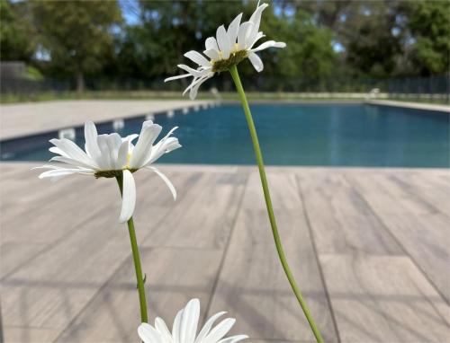 zwei weiße Blumen auf einem Tisch neben einem Pool in der Unterkunft Rez de Jardin T3 recent et calme au Nouvelles Terres à La Londe les Maures in La Londe-les-Maures