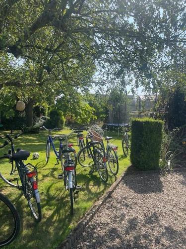 a group of bikes parked in the grass under a tree at Casa Kanella Vakantiewoning in Maasmechelen