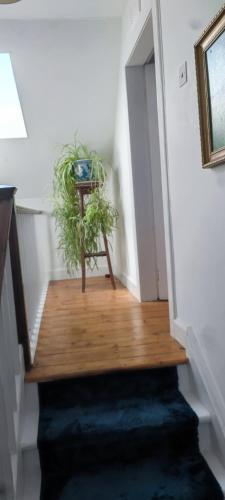 a stairway with a plant on a wooden floor at Luxury house in Coldingham