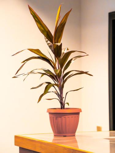 a plant in a brown pot sitting on a table at La Pearl Mathiveri in Mathiveri