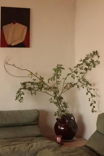 a plant in a vase on a table next to a couch at Casa Pauseto in Bonnieux