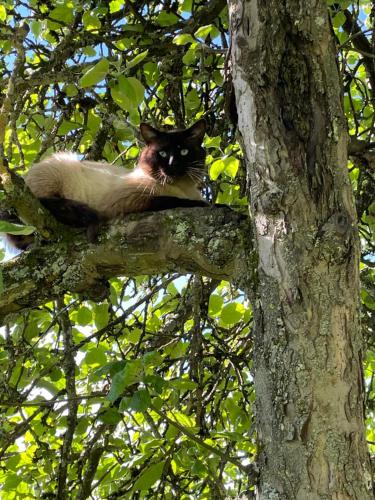 a cat sitting on top of a tree branch at Logîte Touristique Les 3 Loups in Châtenois