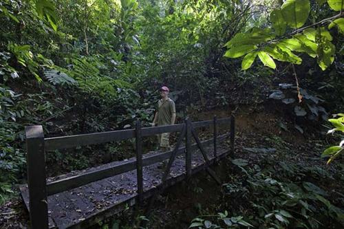 a man standing on a bridge in a forest at Casitas Del Rio Riverfront Nature Lodge in Uvita