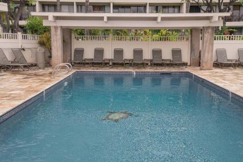 a turtle in the water in a swimming pool at Kihei Akahi C320- Kihei Studio, walk to shops, dining, & the beach in Wailea