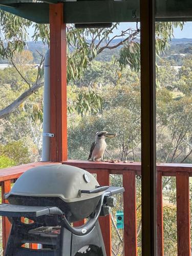 a bird sitting on a porch with a grill at 'The Lookout' - Nildottie in Nildottie