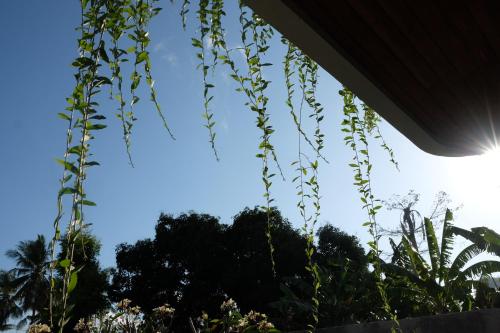 a plant hanging from a building with the sky in the background at Dipenida Bali in Sampalan