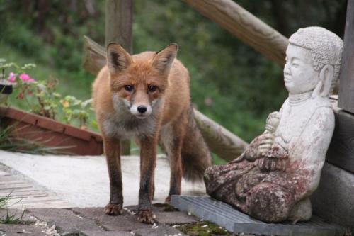 a fox is standing next to a statue at Dolomiti house in Cibiana