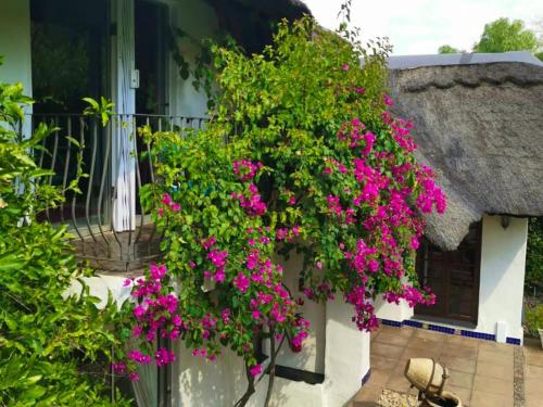 Κήπος έξω από το De Witt'e Guest House