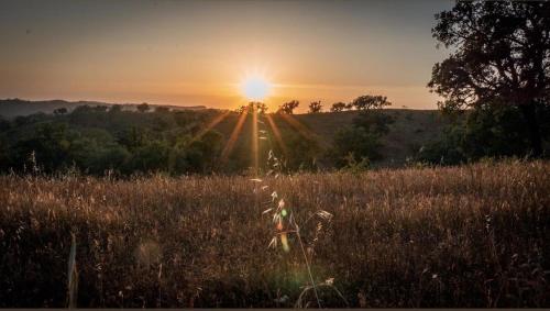 a field of tall grass with the sun in the background at Herdade da Maceira in São Luis