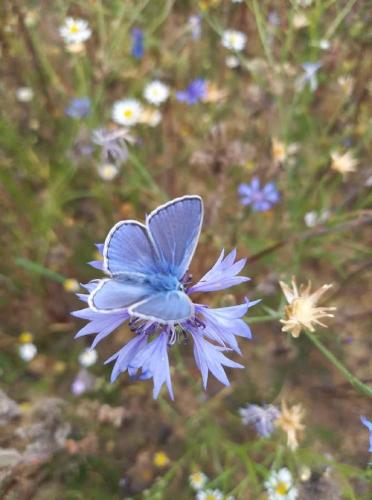 a blue butterfly sitting on top of a blue flower at Domek v osadě Kladiny in Jelcovy Lhotky