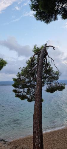 a pine tree on the beach near the water at Summer Park Residence Peljesac in Orebić