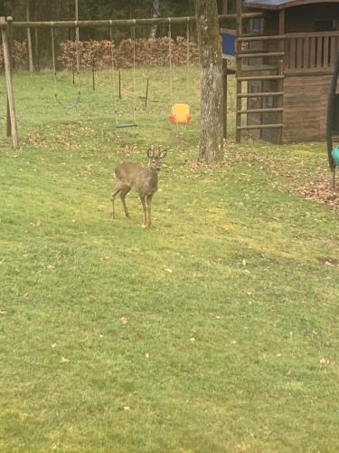 a deer standing in a field with a frisbee at La chauve souris Home in Houffalize