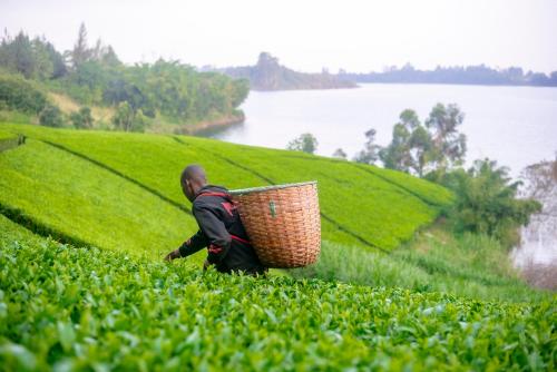 a man in a field with a basket on his back at Eliper Hotel 