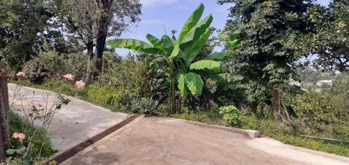 a dirt road with plants and trees on the side at სახლი ბუნებაში House in nature in Tsikhisdziri