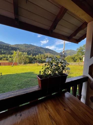 a potted plant sitting on a porch with a view of a field at Карпатський двір in Krivorovnya
