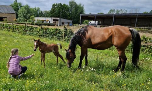 a young girl and a horse in a field at Guesthouse Biolleke in Boutersem