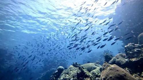 a large group of fish swimming in the water at Kajoro Sunset Lodge in Chuchulu