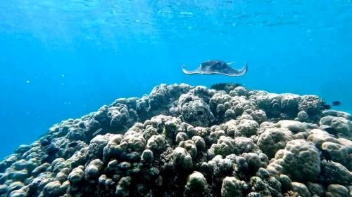 a turtle swimming over a coral reef in the ocean at Kajoro Sunset Lodge in Chuchulu