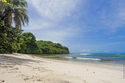 a beach with a palm tree and the ocean at KaruHuapi in Le Gosier