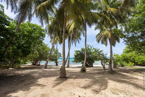 a group of palm trees on a sandy beach at KaruHuapi in Le Gosier