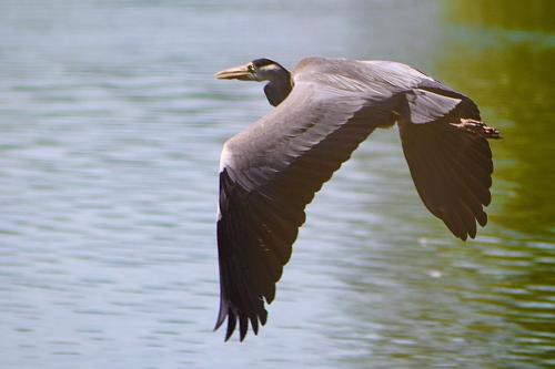 a bird flying over the water with its wings out at Villa la Rive, River Villa in Le Temple-sur-Lot