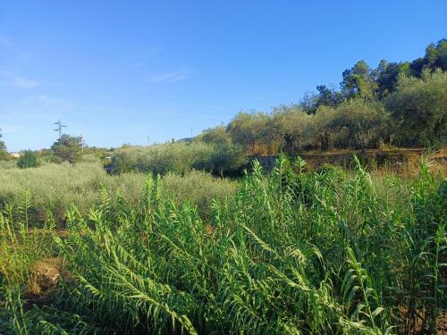 a field of tall grass with trees and a blue sky at A Ca du Giaba in Cisano sul Neva