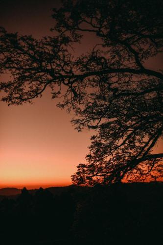 a silhouette of a tree in front of a sunset at Chalé Panorama in Munhoz