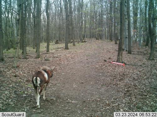 a dog walking down a path in the woods at Wenckheim Vadászház in Nagyoroszi