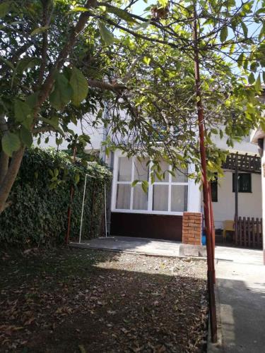 a small tree in front of a house at Zemunski mir in Zemun