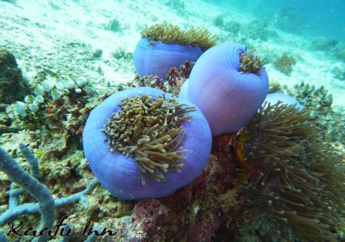 two large blue balls on a coral reef at Kaafu Inn Guraidhoo in Guraidhoo