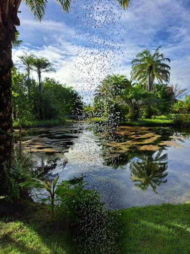 a pond with a flock of birds flying over it at Woodstock Bungalow - Barra Grande - condo frente praia in Barra Grande