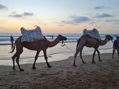 a couple of camels walking on the beach at Appartement Ibn batouta in Gzennaïa