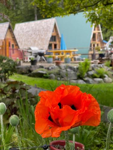 a red poppy in front of a house at Gracies Grotto Cabin in Powell River
