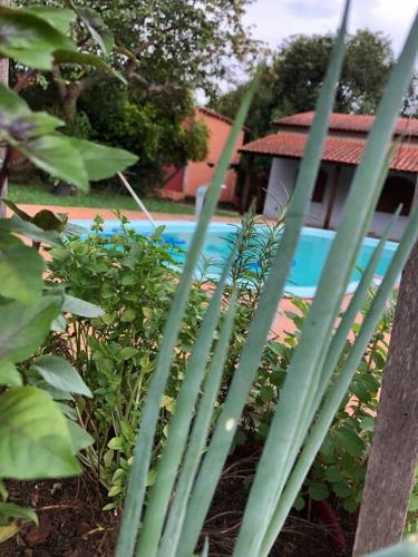 a group of green plants in front of a pool at Recanto das Aguás in Cosmópolis