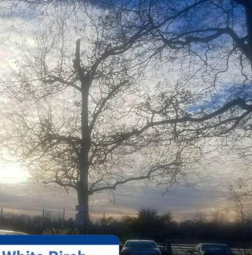 a large tree in a parking lot with a bus at Historic district water viewprivate parking 3 cars in Wilmington