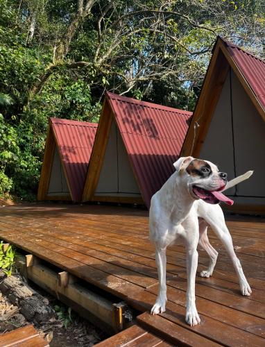 a dog standing on a wooden deck with a stick in its mouth at Chalés Surfside Maresias in Maresias